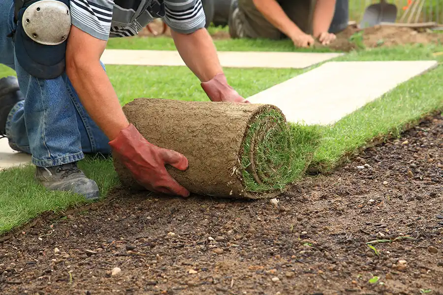 How long after installing sod can you walk on it Lakeland, FL