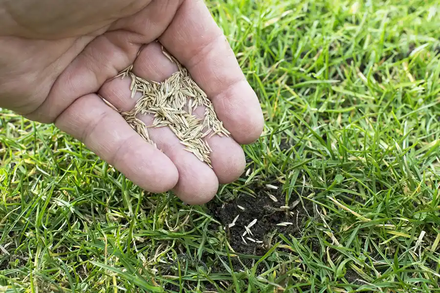 How often should you fertilize your lawn Lakeland, FL