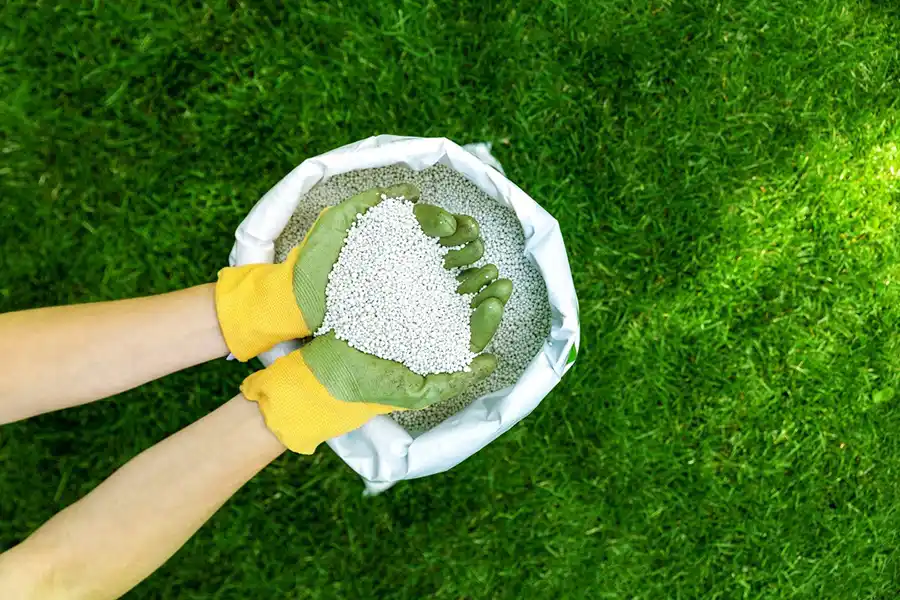 When is the best time to fertilize your lawn Lakeland, FL